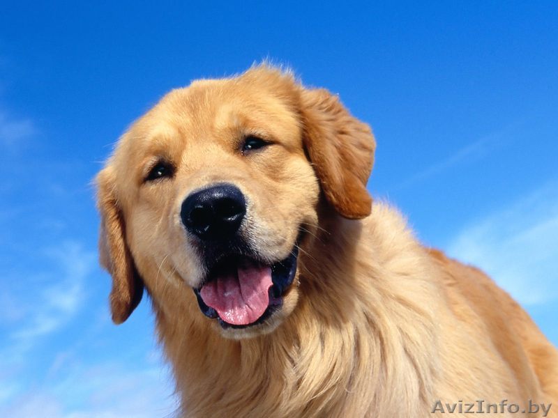 КУПЛЮ ДВУШКУ в Солигорске - Изображение #1, Объявление #110537