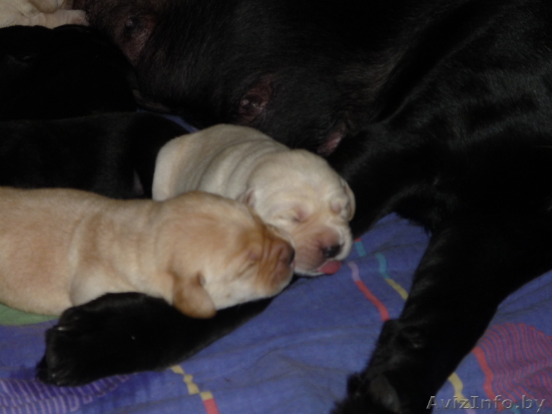 Щенки лабрадора от родителей чемпионов - Изображение #1, Объявление #122795