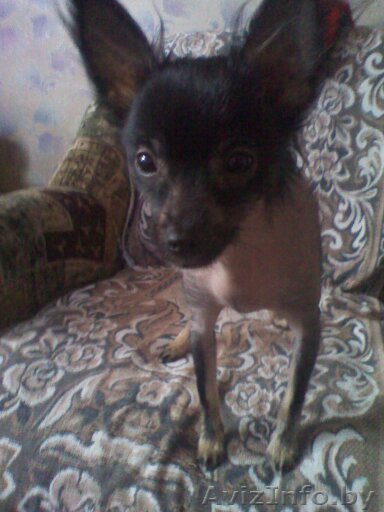 Китайско_хохлатая - Изображение #1, Объявление #276336