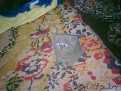 продажа Британки - Изображение #1, Объявление #292723