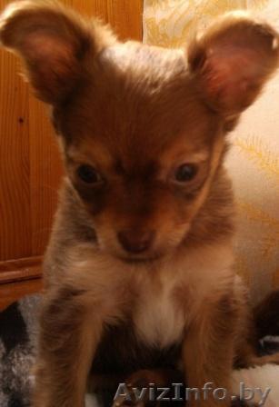 Продажа Щенка русского той-терьера - Изображение #1, Объявление #324128