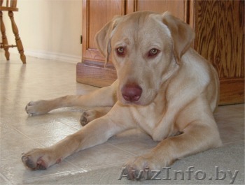 Найден ЛАБРАДОР ретривер! - Изображение #1, Объявление #407720