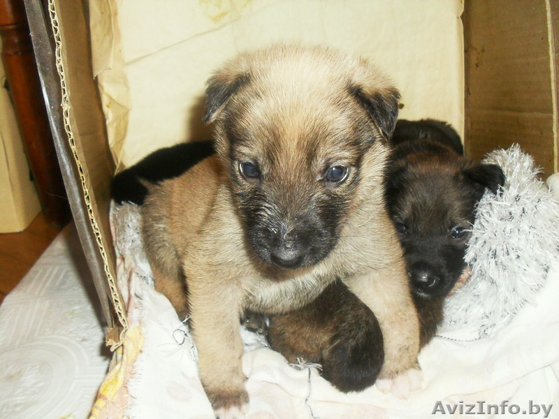отдам в хорошие руки щенков - Изображение #1, Объявление #437704