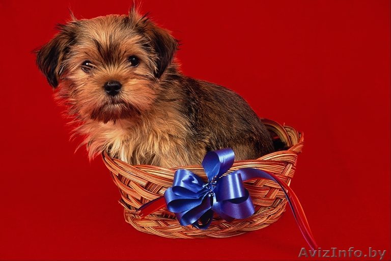 Супер щеночек йорка - Изображение #1, Объявление #478123