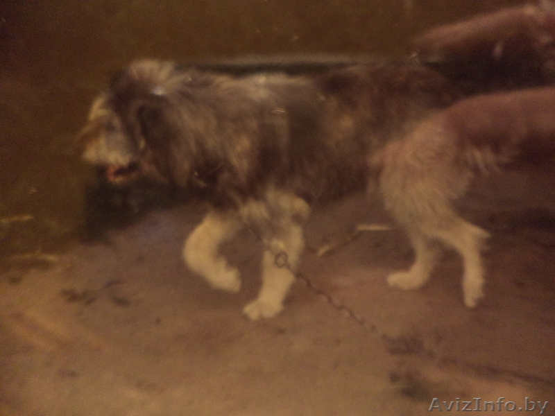 Отдам собаку ,в хорошие руки!Срочно нужна помощь! - Изображение #1, Объявление #812583