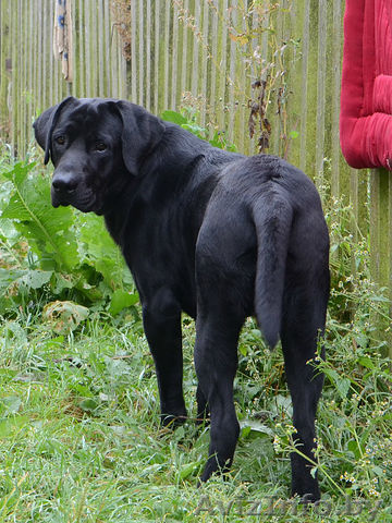 ПРОПАЛ ЛАБРАДОР - Изображение #1, Объявление #1376776