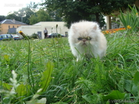 ЧУДЕСНЫЕ ПЕРСИДСКИЕ КОТЯТА - Изображение #3, Объявление #47177