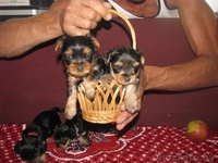 Готовятся к продаже щенки йоркширского терьера - Изображение #1, Объявление #59804