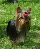 Готовятся к продаже щенки йоркширского терьера - Изображение #2, Объявление #59804