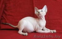Продам канадского сфинкса - Изображение #1, Объявление #98922