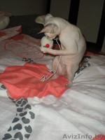 Продам канадского сфинкса - Изображение #3, Объявление #98922