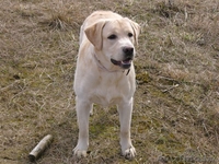 Предлагаеться для вязки - Изображение #3, Объявление #108493