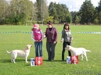 Предлагаеться для вязки - Изображение #2, Объявление #108493