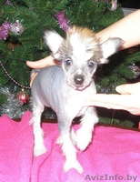 щенки китайской хохлатой от родителей-чемпионов - Изображение #1, Объявление #153839