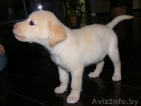 Продам щенка лабрадора-ретривера - Изображение #4, Объявление #250046