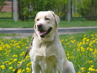 Предлагается для вязки лабрадор - Изображение #5, Объявление #255430