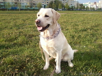 Предлагается для вязки лабрадор - Изображение #3, Объявление #255430
