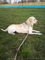 Предлагается для вязки лабрадор - Изображение #4, Объявление #255430