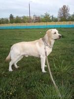 Предлагается для вязки лабрадор - Изображение #1, Объявление #255430
