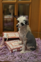 щенки китайской хохлатой от родителей-чемпионов - Изображение #4, Объявление #153839