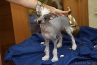 щенки китайской хохлатой от родителей-чемпионов - Изображение #5, Объявление #153839