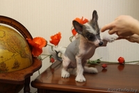 щенки китайской хохлатой от родителей-чемпионов - Изображение #9, Объявление #153839