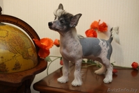 щенки китайской хохлатой от родителей-чемпионов - Изображение #8, Объявление #153839