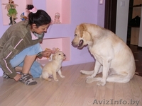 Продам щенка лабрадора-ретривера - Изображение #5, Объявление #250046