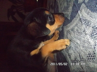 ПРОДАМ ЩЕНКОВ ТОЙ-ТЕРЬЕРА - Изображение #2, Объявление #260309