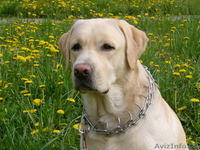 прекрасные щенки лабрадора - Изображение #4, Объявление #281293