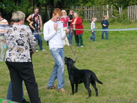 прекрасные щенки лабрадора - Изображение #3, Объявление #281293