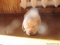 прекрасные щенки лабрадора - Изображение #2, Объявление #281293