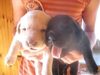 прекрасные щенки лабрадора - Изображение #1, Объявление #281293