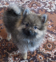 Щенок малого немецкого шпица мальчик  - Изображение #1, Объявление #312789
