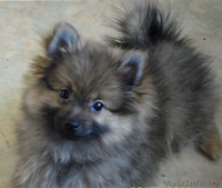 Щенок малого немецкого шпица мальчик  - Изображение #2, Объявление #312789