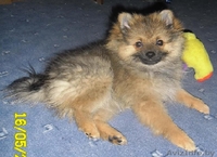 Щенок малого немецкого шпица мальчик  - Изображение #3, Объявление #312789