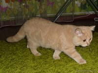 Шикарный британский мальчик с документами - Изображение #2, Объявление #473084