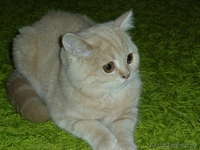 Шикарный британский мальчик с документами - Изображение #1, Объявление #473084