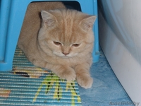 Шикарный британский мальчик с документами - Изображение #3, Объявление #473084