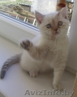 Милые британские котята - Изображение #2, Объявление #496552