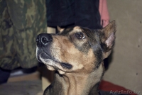 девочка породы доберман ищет хозяев!!! - Изображение #4, Объявление #529735