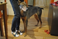 девочка породы доберман ищет хозяев!!! - Изображение #1, Объявление #529735