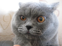 Ищем кошечку для случки - Изображение #2, Объявление #748968