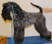 керри=блю-терьер - Изображение #1, Объявление #787448