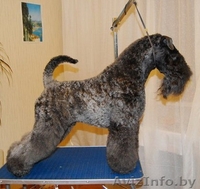 керри=блю-терьер - Изображение #2, Объявление #787448