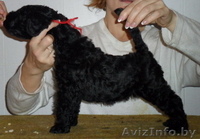 керри=блю-терьер - Изображение #6, Объявление #787448