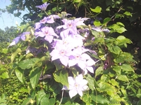 Продам дачу в кооперативе Горняк-3, 15 км от Солигорска - Изображение #9, Объявление #775326