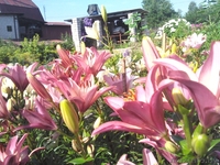 Продам дачу в кооперативе Горняк-3, 15 км от Солигорска - Изображение #5, Объявление #775326