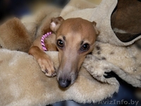 Левретка (Малая итальянская борзая) - Изображение #1, Объявление #952166