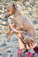 Левретка (Малая итальянская борзая) - Изображение #5, Объявление #952166